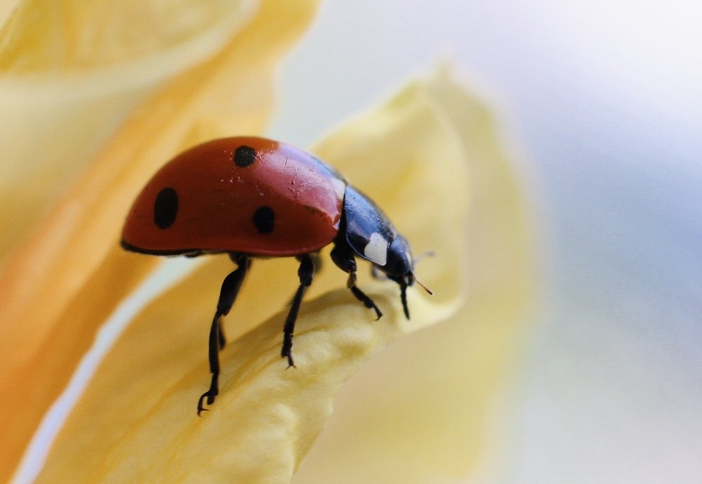 Длинноногая модель