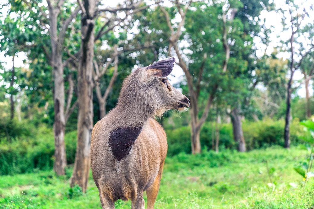 Sambar deer