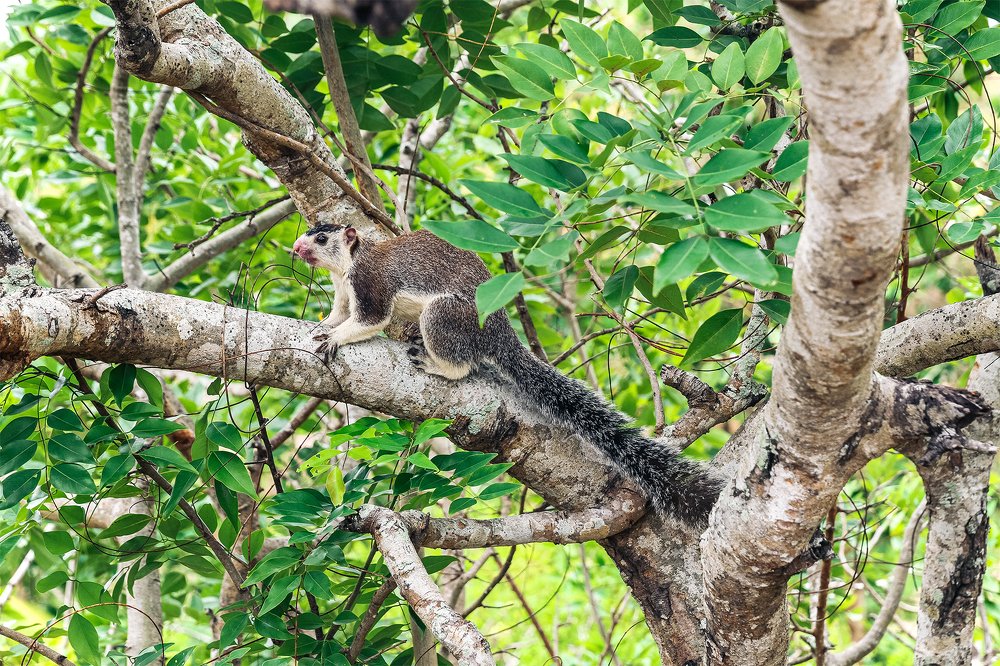 Grizzled giant squirrel