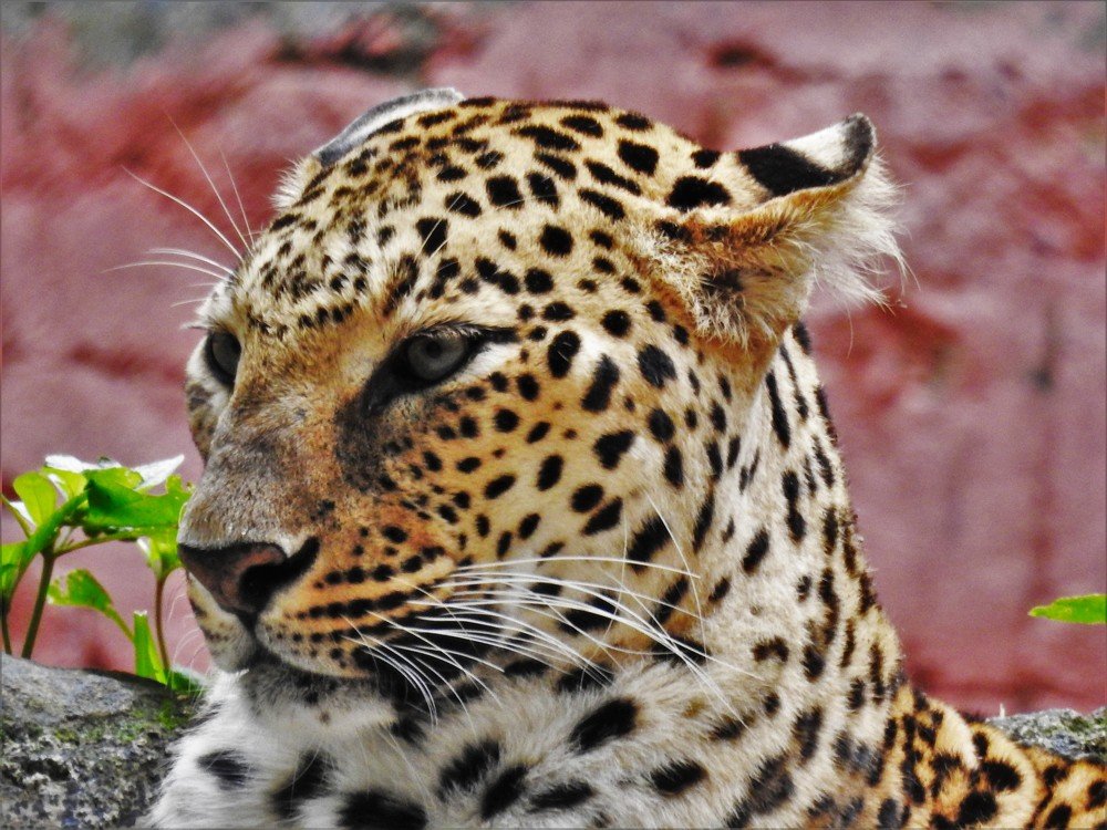 Photograph by Pragna Swaroop
