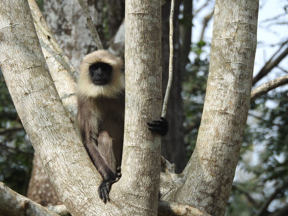 Photograph by Pragna Swaroop