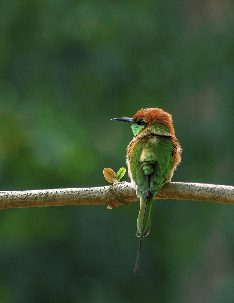 Photograph by PRIYABRATA DEBNATH