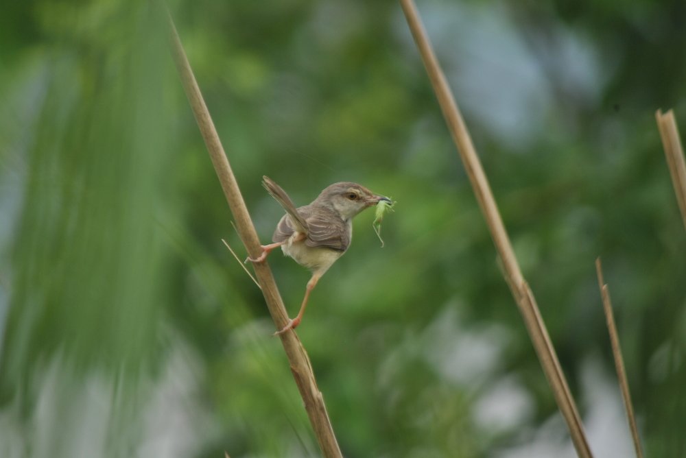 Photograph by Raj Sihab khan