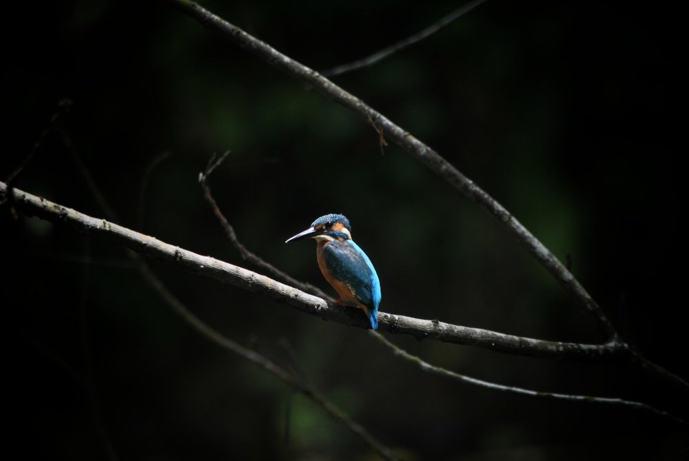 Photograph by Raj Sihab khan