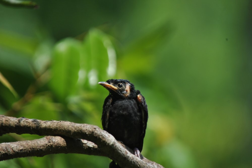 Photograph by Raj Sihab khan