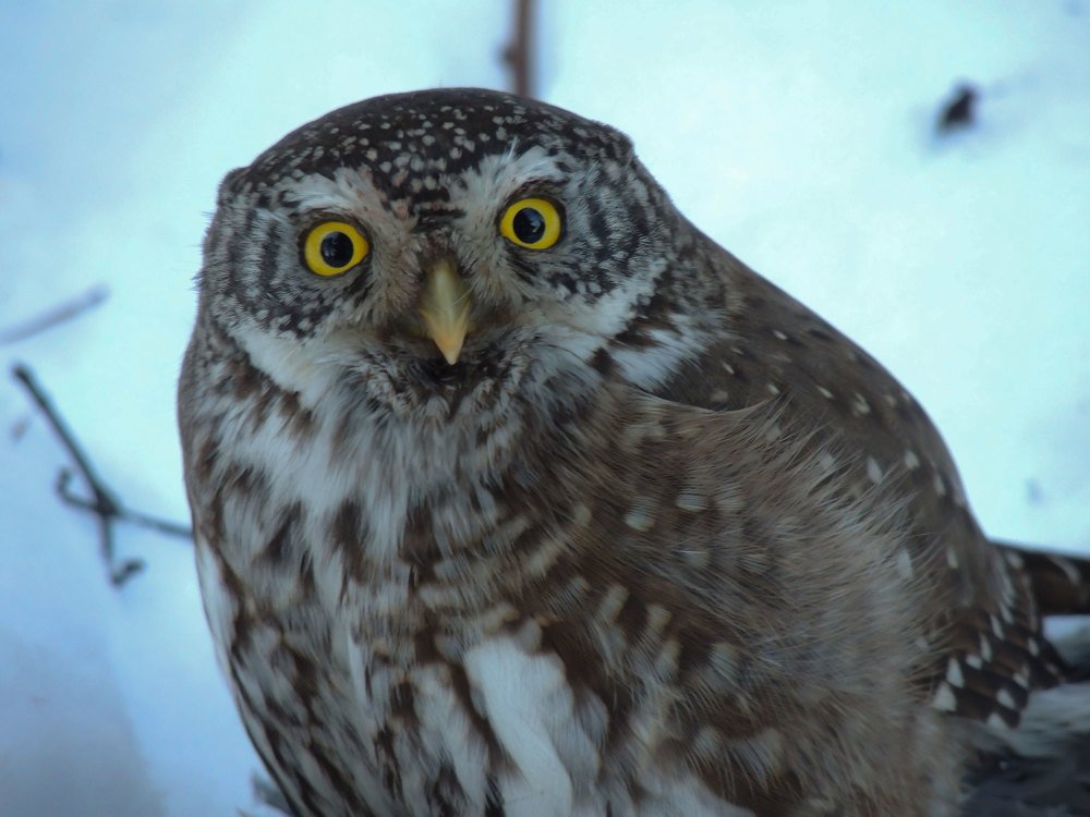 Photograph by Vladimir