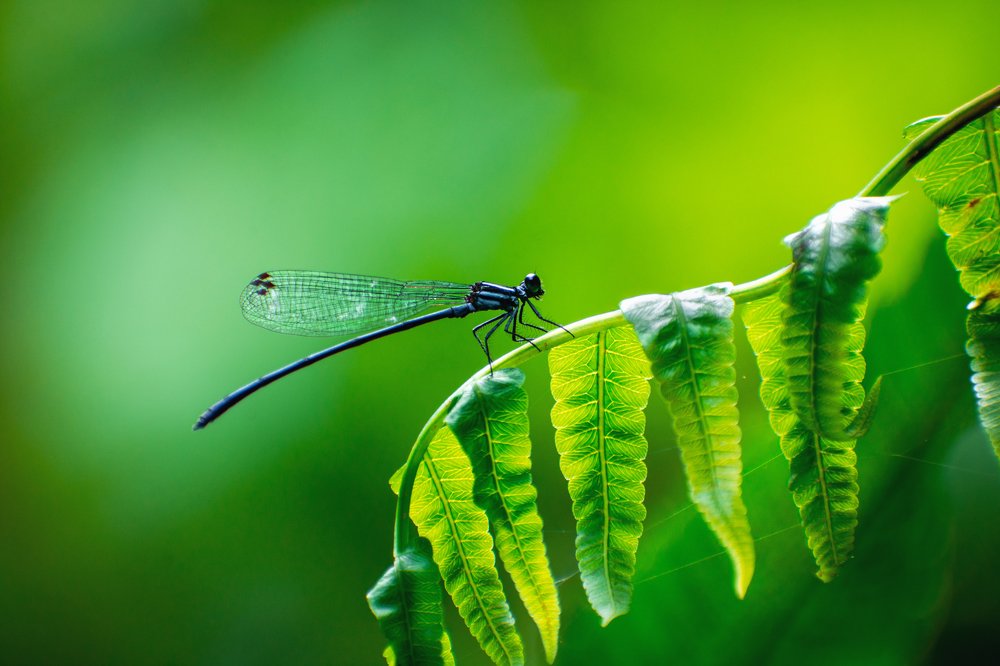 Photograph by PRIYABRATA DEBNATH