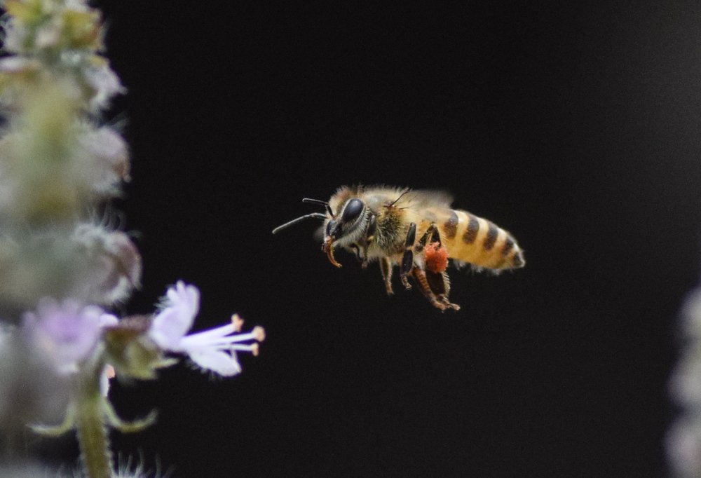 Photograph by Rupesh Poudel