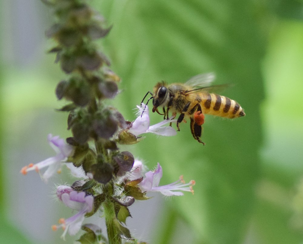 Photograph by Rupesh Poudel