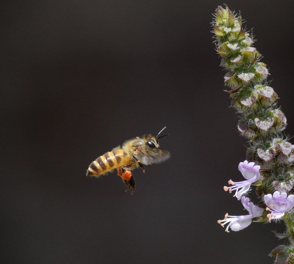 Photograph by Rupesh Poudel