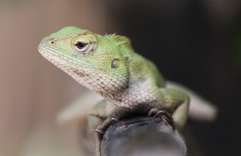 Photograph by Shankha Debnath