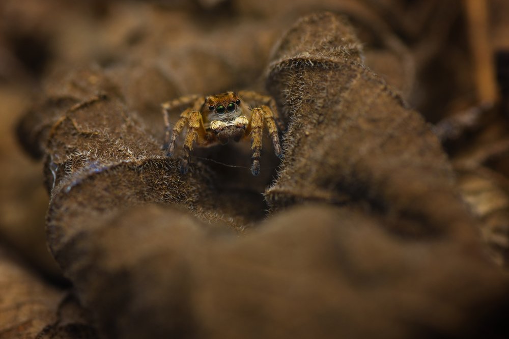 Photograph by Sameer Bhalekar