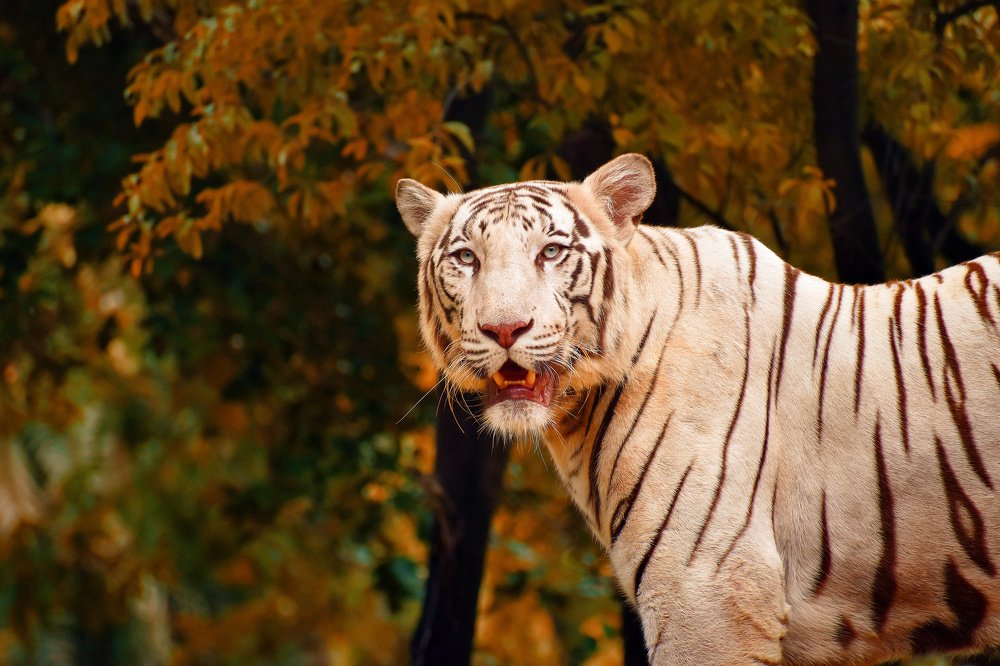 Photograph by Shiva Killamsetty