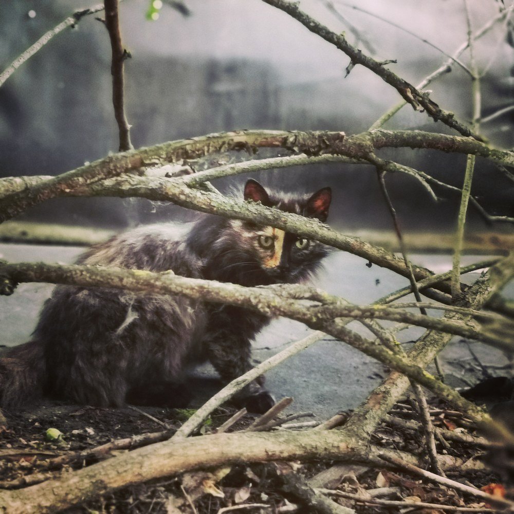 Фотография автора Евгений Лобачев