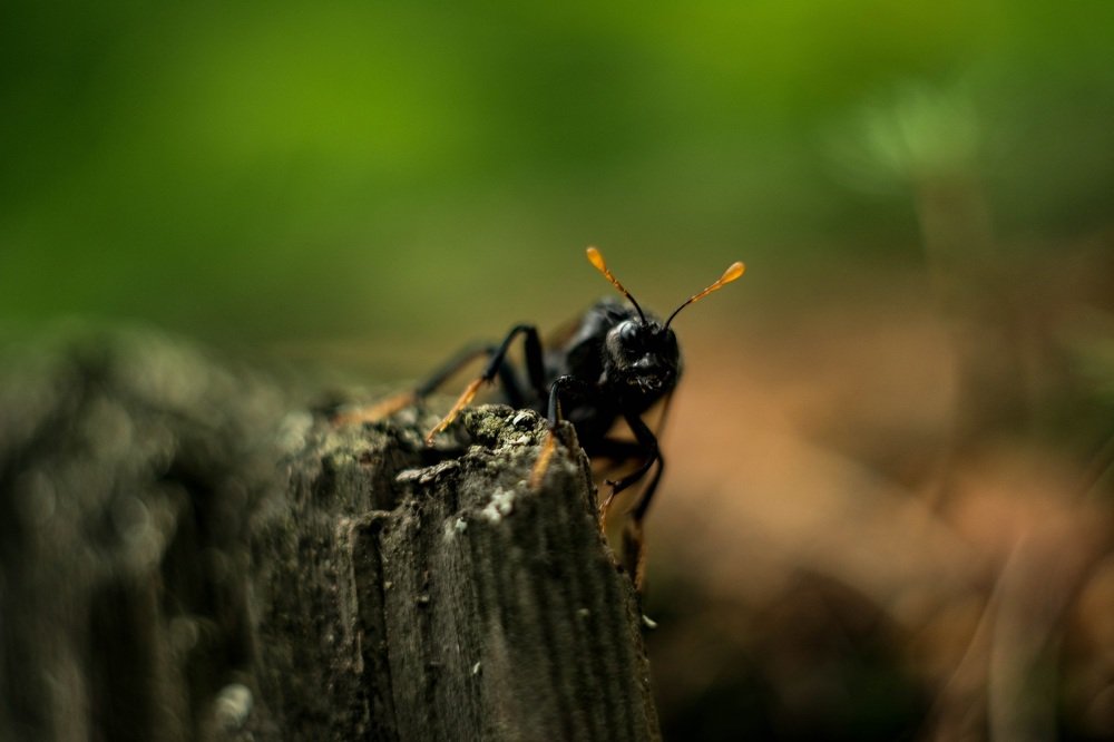 Встреча в лесу