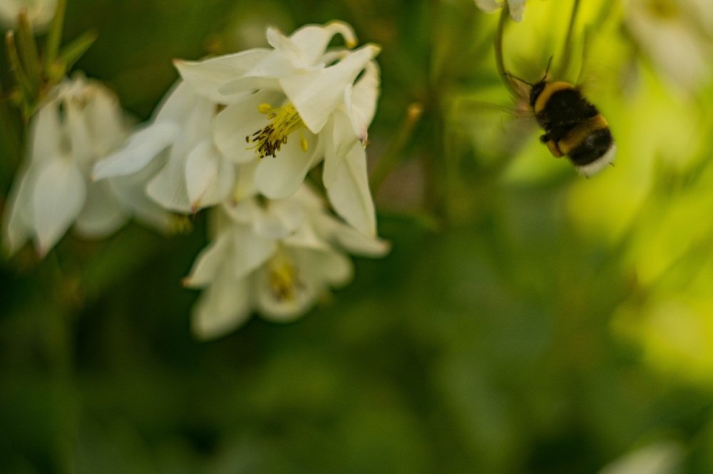 Полёт шмеля