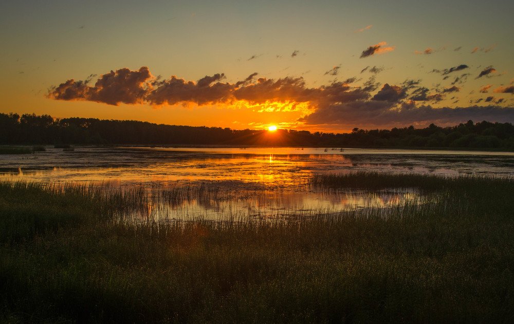 рассвет на пруду