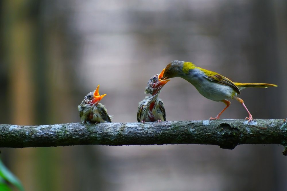 Photograph by Masum Mr