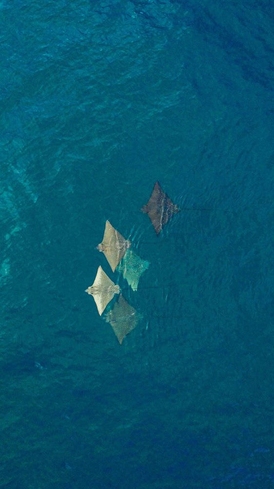 Photograph by LESIEUR Regis