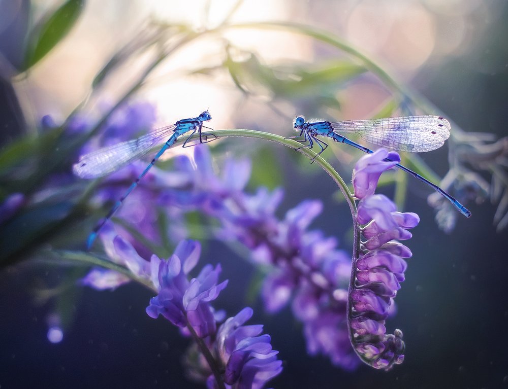 Вечерний разговор)