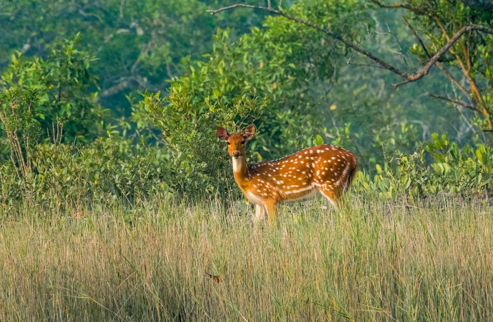 Spotted Deer