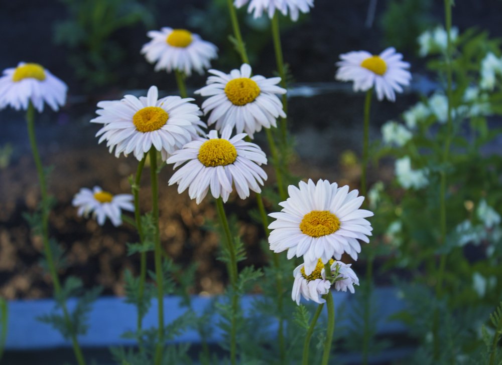 Photograph by Попел Ирина