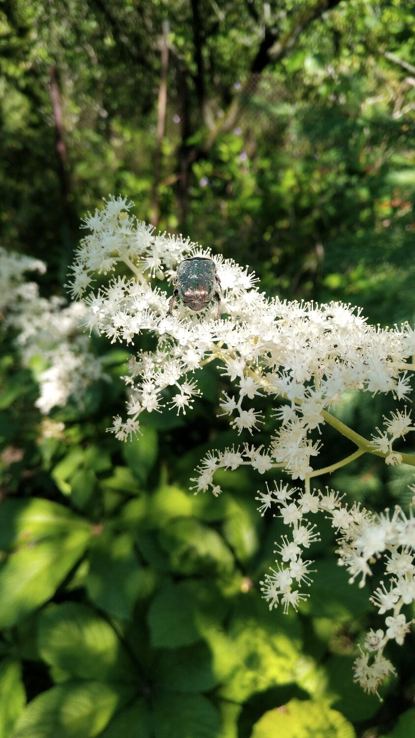 Photo #4729647
