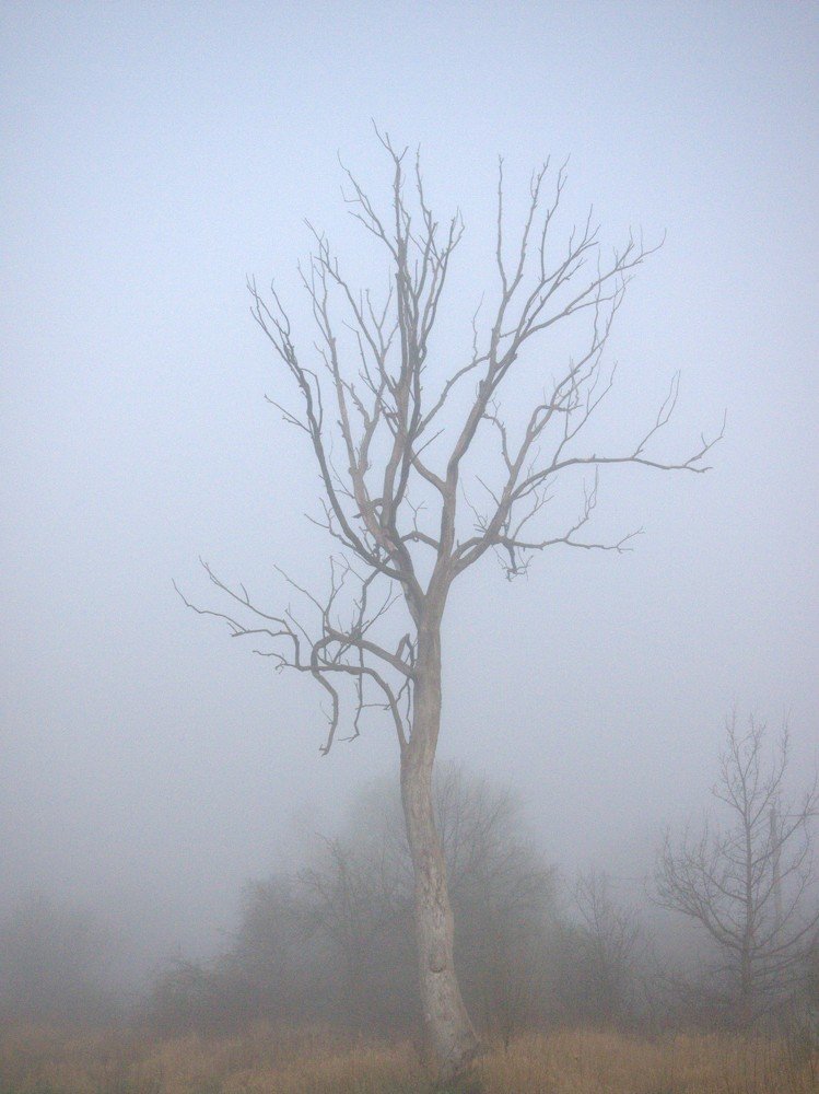 Photo #4729723