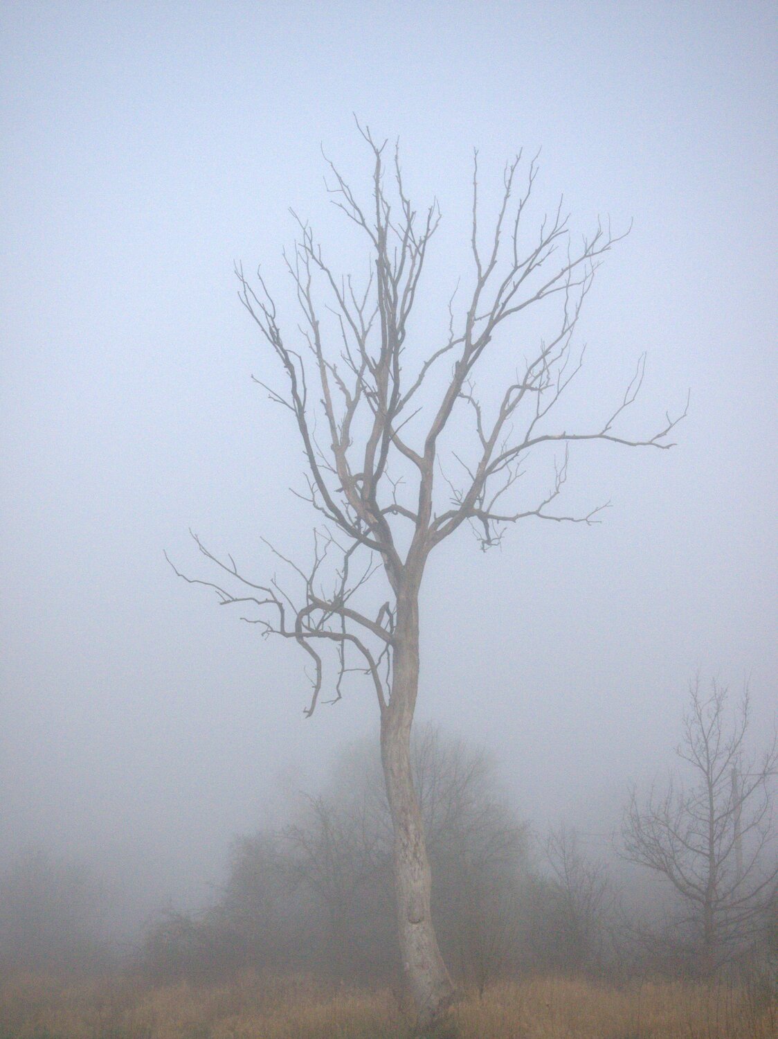 Photo #4729723