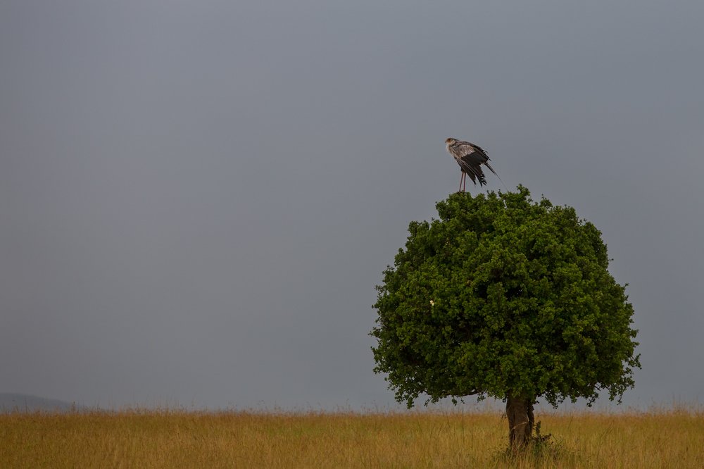Photograph by Ольга Петруша