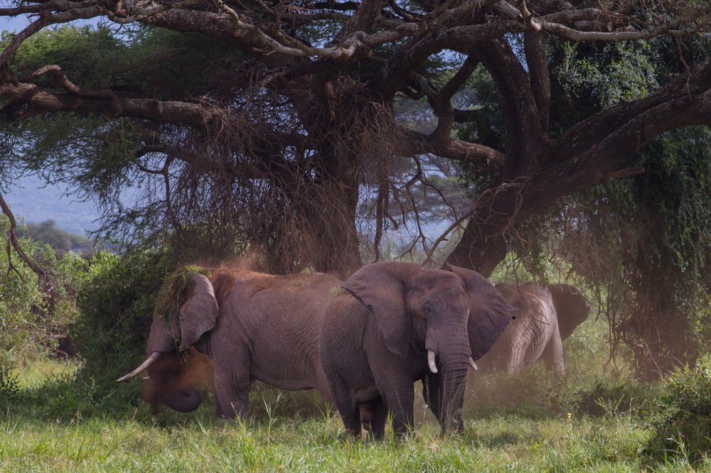 Photograph by Ольга Петруша