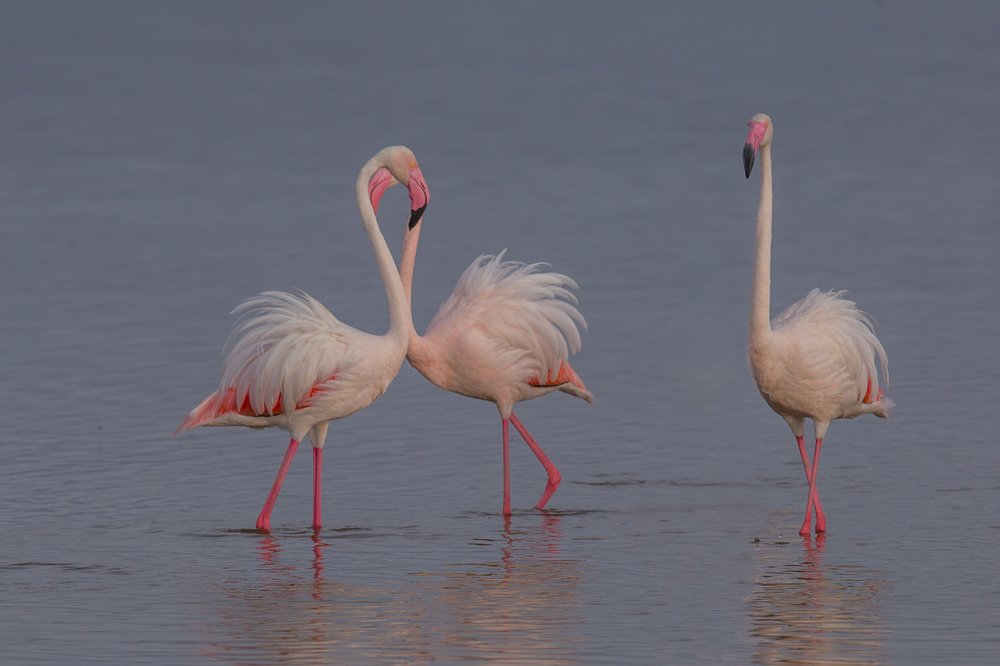 Photograph by Ольга Петруша