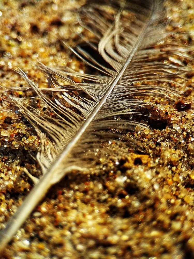 Photo #4729840