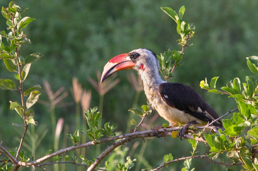 Красноклювый токо.