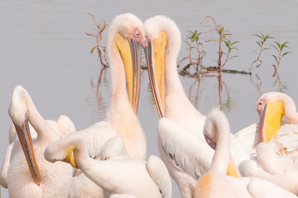 Photograph by Ольга Петруша