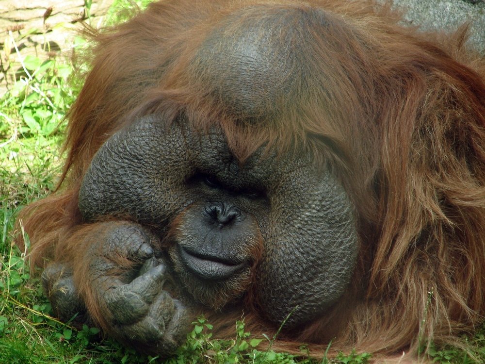 лесной человек