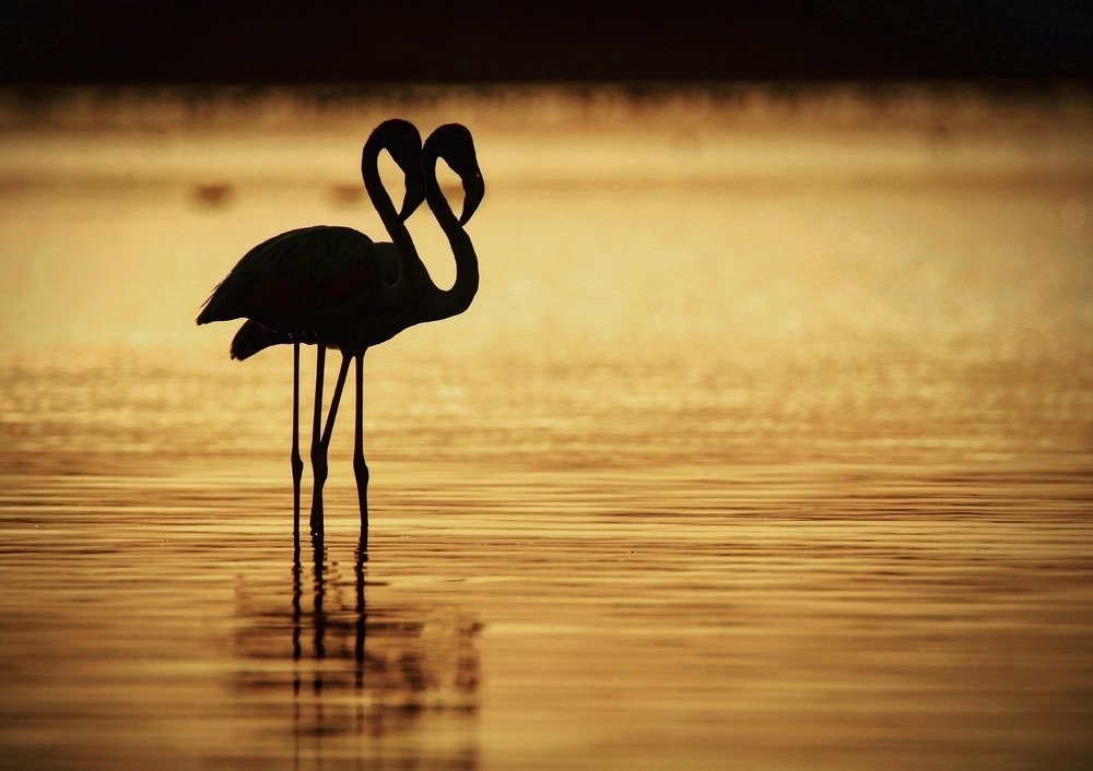 the dawn pair