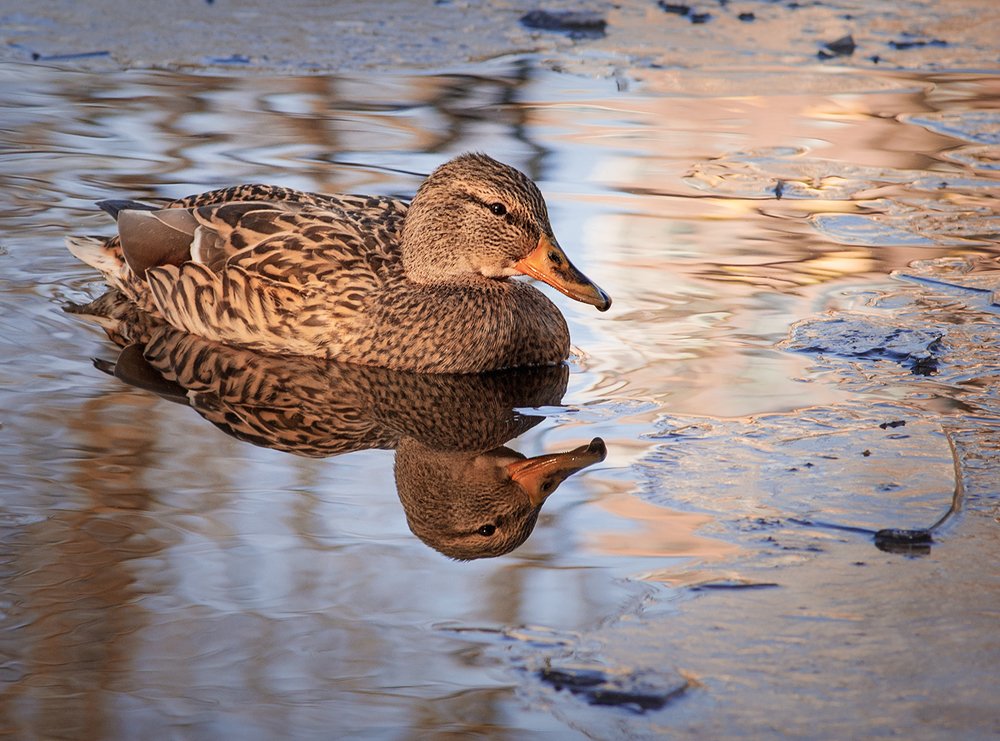Photograph by Татьяна Москальчук