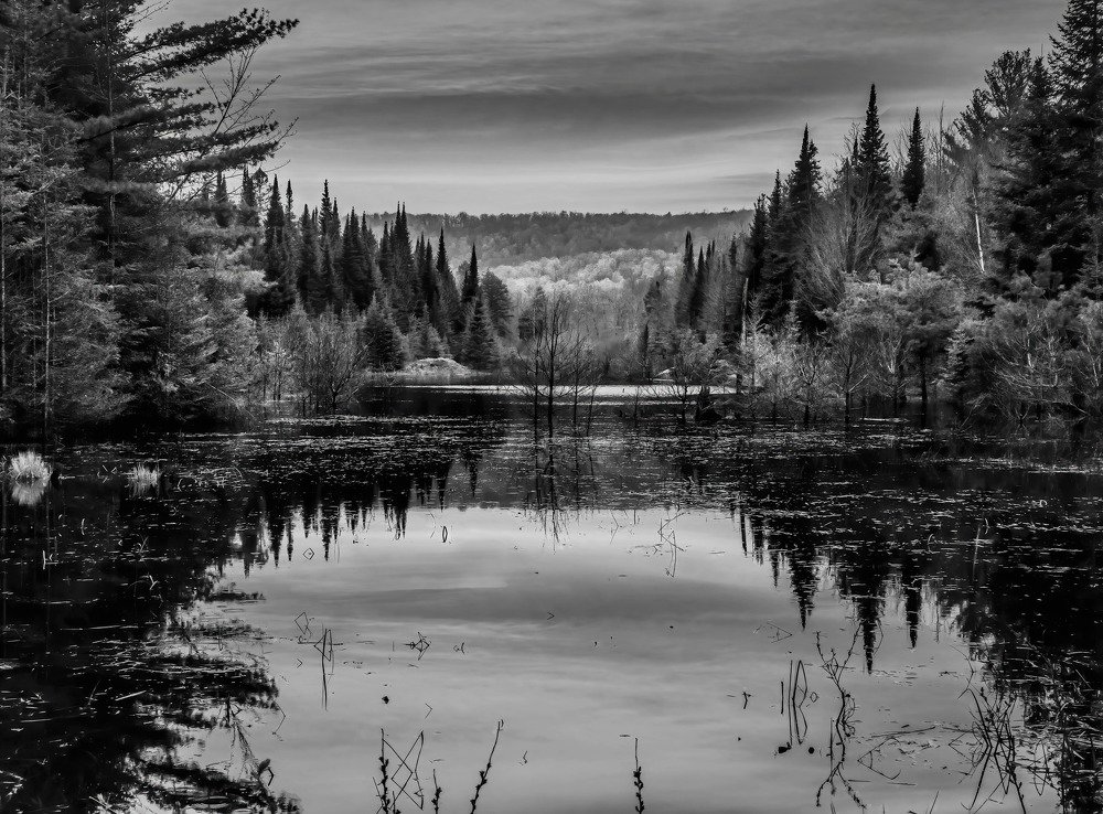 Hiking through the forest in springtime