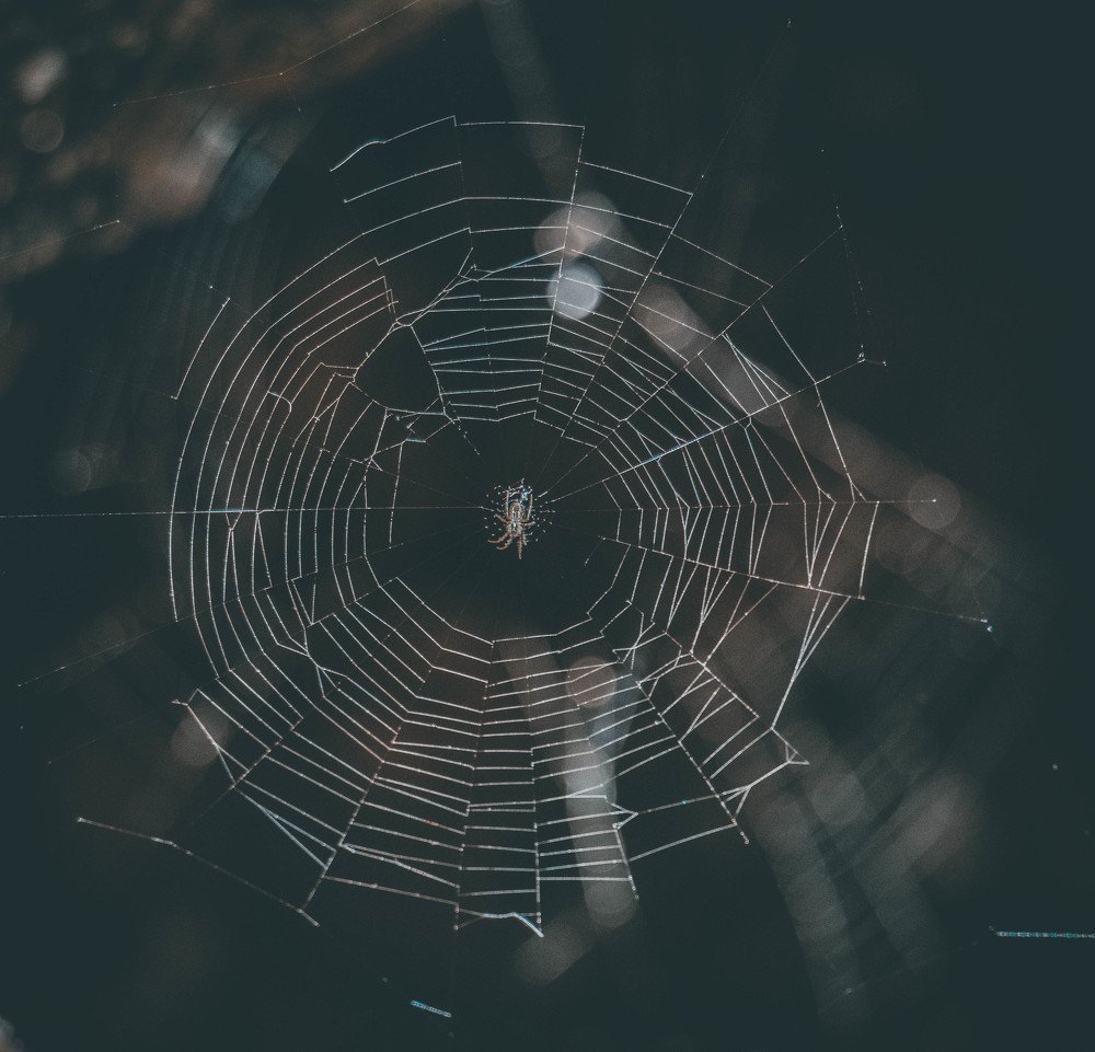The spider web