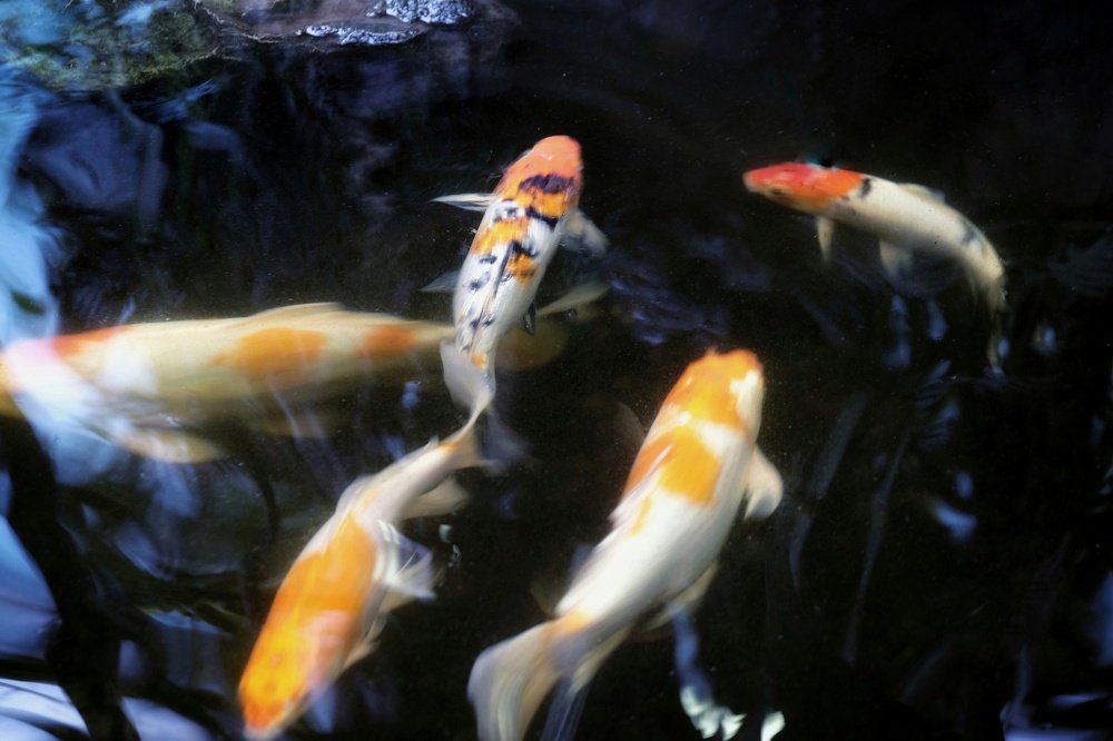 Photograph by Елизавета Субботина