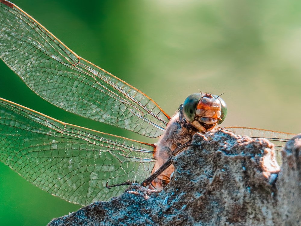 Стрекоза-улыбашка