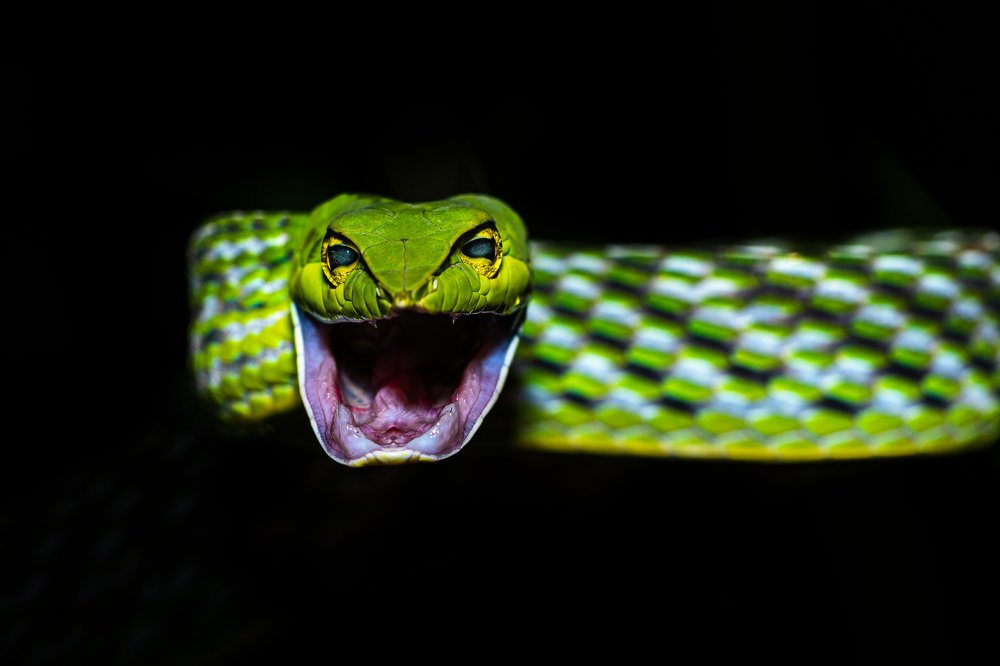 Photograph by Nilesh Shah