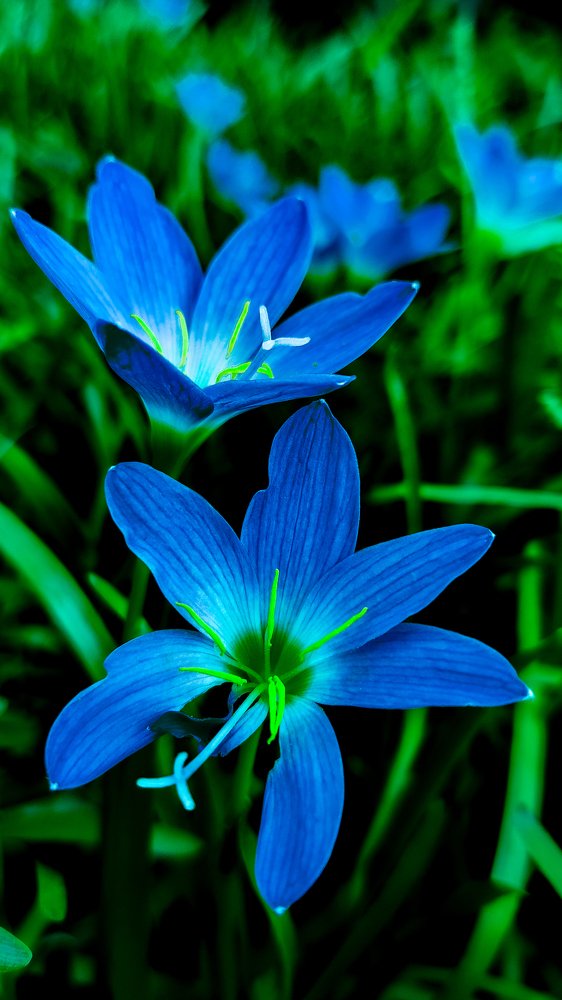 Rainy Lily