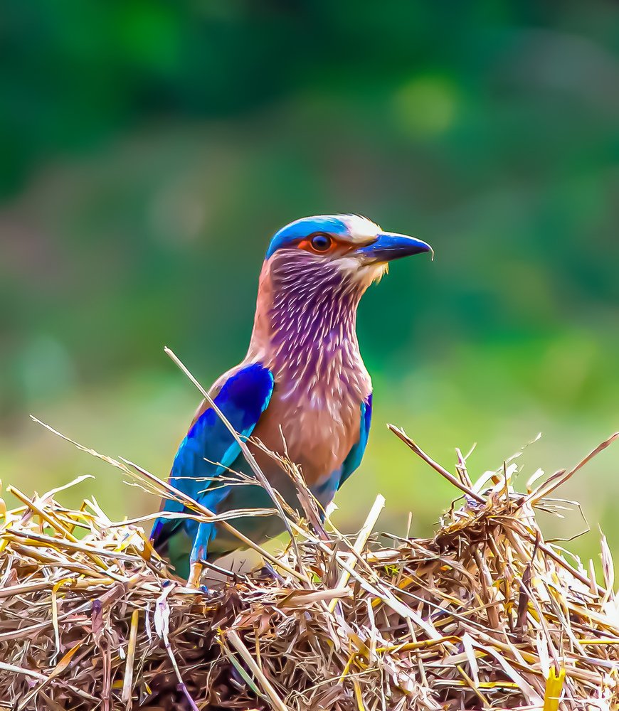 Фотография автора Kuramana Ashok Kumar