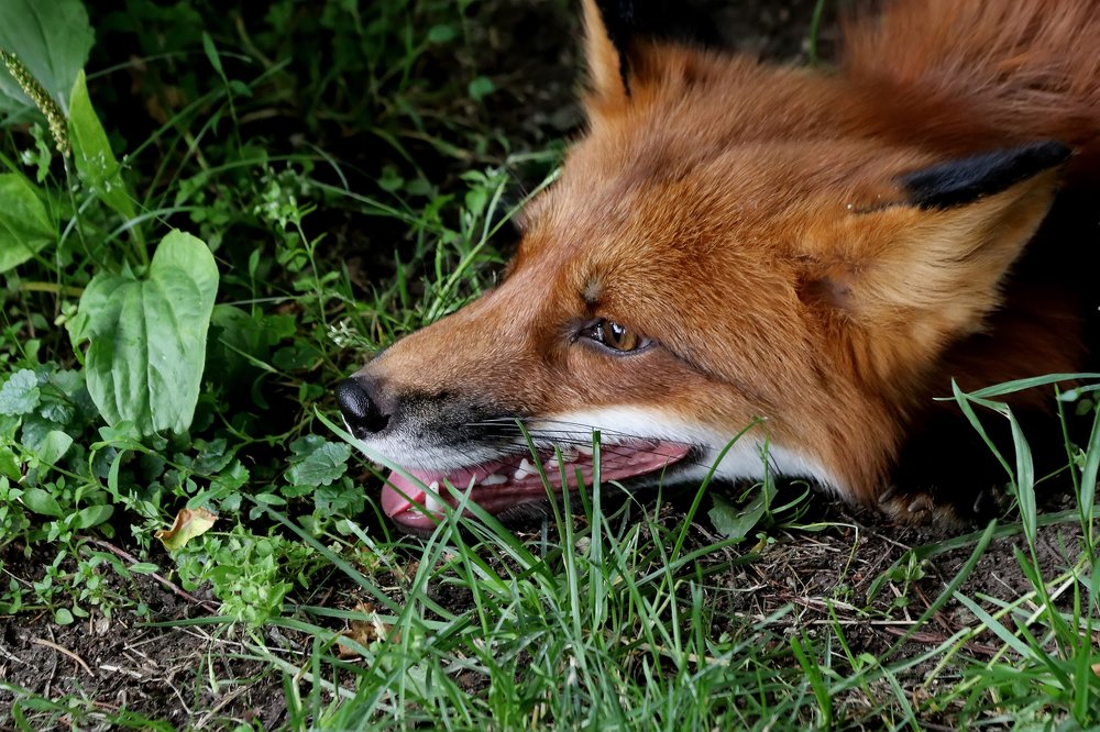 Photograph by Николай Диордиев