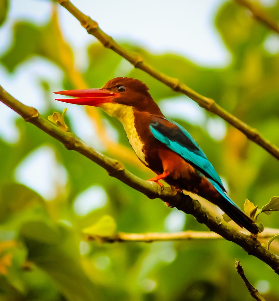 Фотография автора Kuramana Ashok Kumar