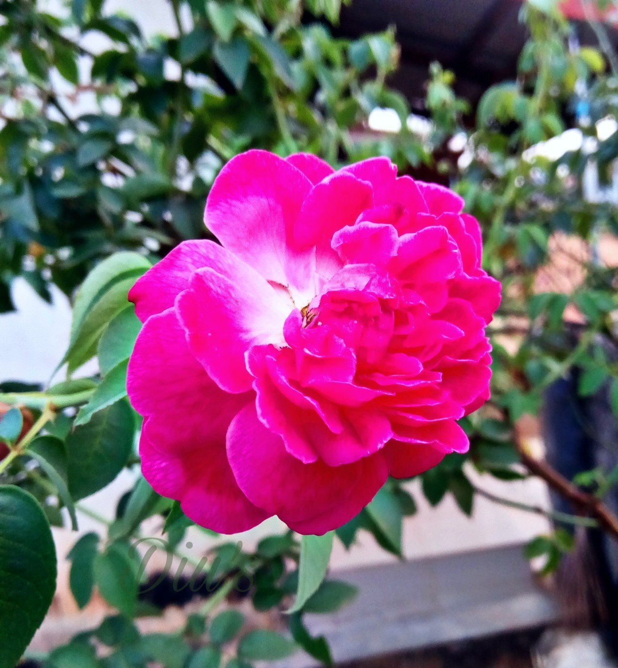 Photo #4731337