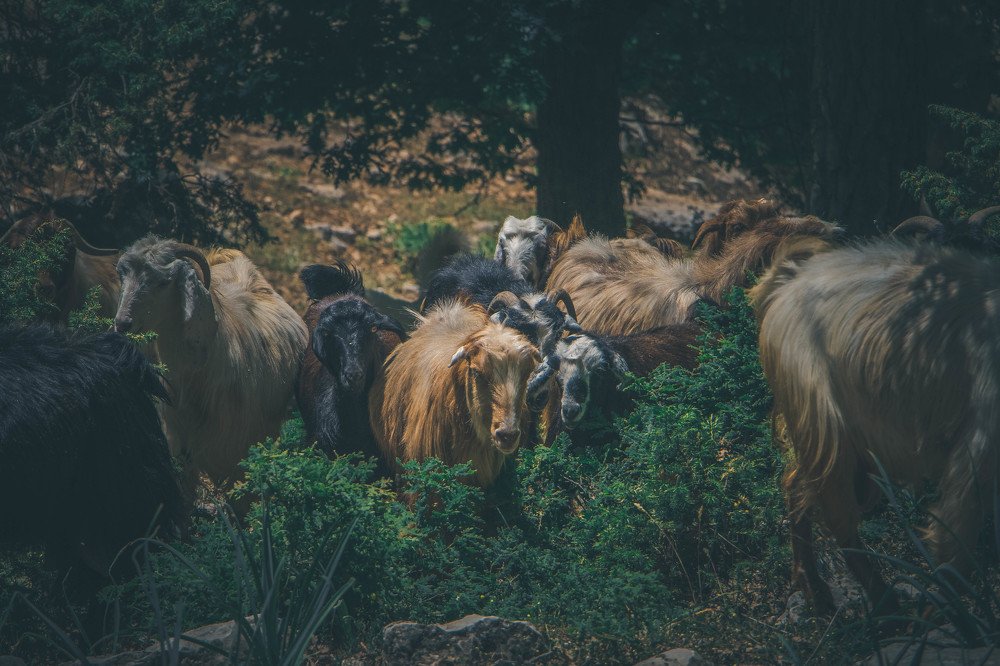 Photograph by Mhammad Moussa