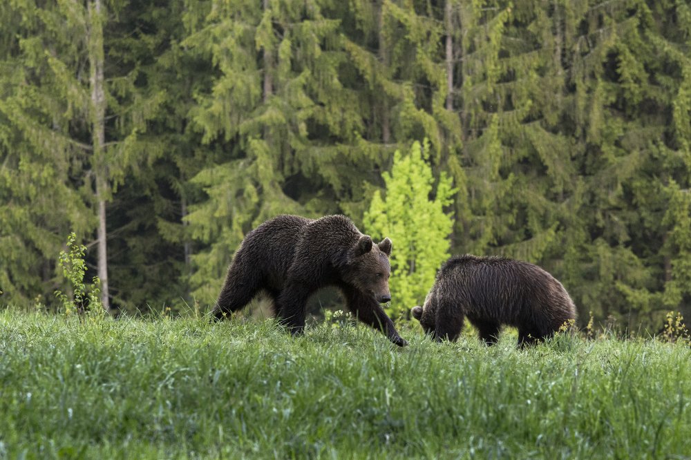 Photograph by Daniela Stancioiu